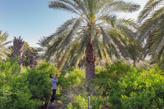 خرید و قیمت انواع دستگاه گرده افشانی نخل